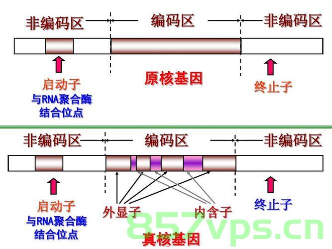 llamaindex 中GPTVectorStoreIndex 和 VectorStoreIndex区别，llamaindex中GPTVectorStoreIndex与VectorStoreIndex的区别解析