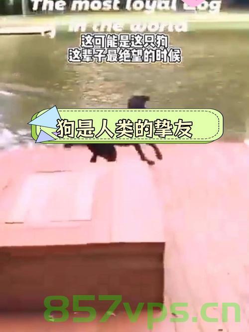 小孩哥与狗狗的欢乐作业时光，无法掩藏的笑容智能免费问答EasyAI m.857vps.cn，小孩哥与狗狗的欢乐作业时光，易智能问答下的快乐时光，小孩哥与狗狗的欢乐作业时光，易智能问答下的快乐时光体验，小孩哥与狗狗的欢乐作业时光，易智能问答下的快乐体验，小孩哥与狗狗的欢乐作业时光，易智能问答下的快乐体验之旅 第2张