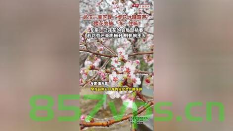 武汉樱花变冰糖葫芦——一场文化与自然的奇妙交融智能免费问答EasyAI m.857vps.cn，武汉樱花与冰糖葫芦的奇妙交融，文化与自然的交融，智能问答体验m.857vps.cn，武汉樱花与冰糖葫芦的奇妙交融，文化与自然的完美融合，智能问答新体验。，武汉樱花与冰糖葫芦的奇妙交融，文化与自然的完美融合，智能问答新体验。 第2张