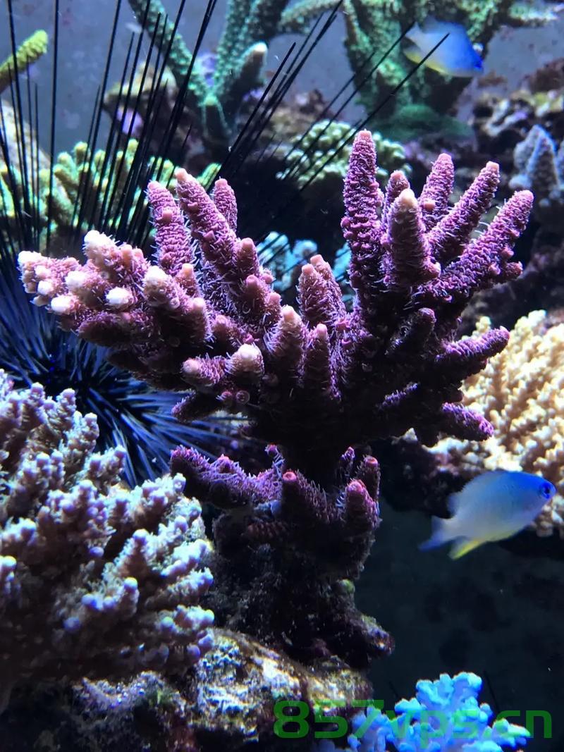 男子专门花钱买海水养珊瑚，被嘲笑背后的坚持与热爱智能免费问答EasyAI m.857vps.cn，男子热爱珊瑚，不惜购买海水养护，坚持背后的梦想与热爱，男子坚持热爱珊瑚，不惜购买海水养护，梦想与热爱的力量 第2张