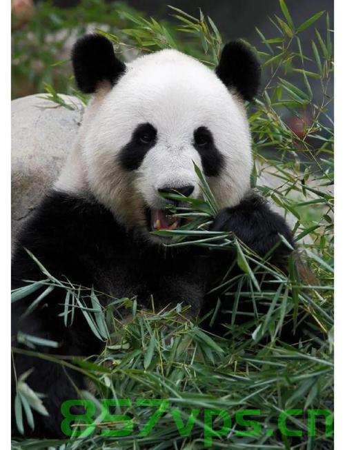 比大熊猫更濒危的动物全国仅剩一只，珍稀物种的保护与挑战智能免费问答EasyAI m.857vps.cn，濒危珍稀物种面临保护挑战，全国仅剩一只珍稀动物面临灭绝风险（智能问答平台EasyAI），全国仅剩一只珍稀动物面临灭绝风险，保护与智能问答平台的挑战（EasyAI），全国仅剩一只珍稀动物面临灭绝风险，保护与智能问答平台的挑战（EasyAI助力濒危物种保护），全国仅剩一只珍稀动物面临灭绝风险，保护与智能问答平台的挑战——EasyAI助力濒危物种保护行动 第2张