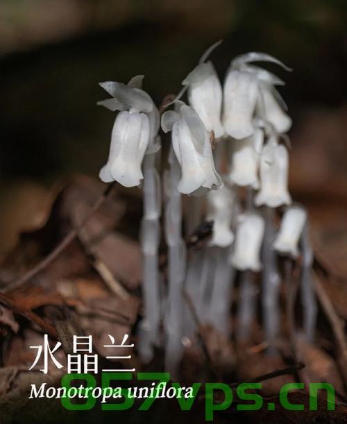 贵州发现罕见幽灵之花，自然之秘的探寻与保护智能免费问答EasyAI m.857vps.cn，贵州发现罕见幽灵之花，自然之秘的探寻与保护——智能问答探索EasyAI m.857vps.cn 第2张