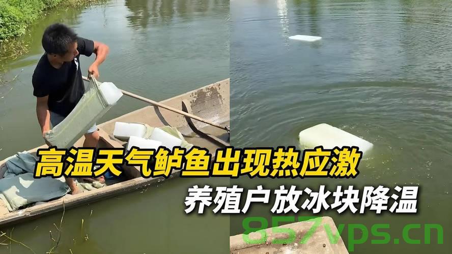 创新养殖方法，养殖户巧妙运用冰块与藿香正气水为鱼塘降温智能免费问答EasyAI m.857vps.cn，创新养殖法，冰块与藿香正气水巧妙结合，智能降温鱼塘新策略