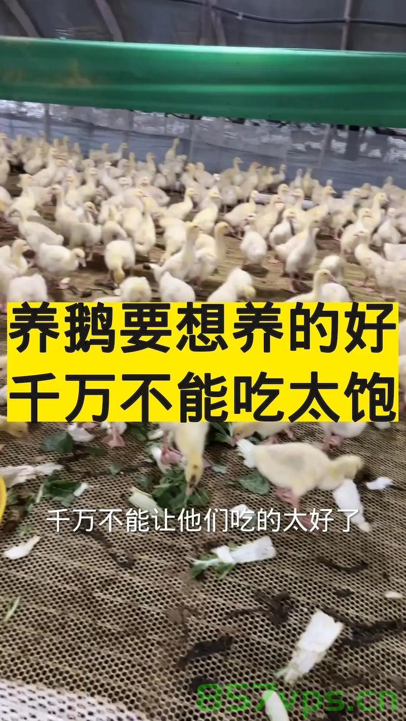 养鹅十多年的首次遭遇，鹅热致死在水中的启示智能免费问答EasyAI m.857vps.cn，鹅热致死事件启示，养鹅业需关注环境调控与智能管理 m.857vps.cn，养鹅业遭遇启示，环境调控与智能管理需重视——来自鹅热致死事件的反思 m.857vps.cn 第1张