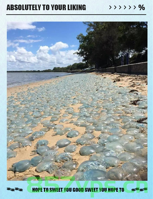 俄一海滩大规模水母聚集引发居民恐慌，海洋生态的警示智能免费问答EasyAI m.857vps.cn，俄海滩水母大规模聚集引发恐慌，海洋生态警示与智能问答系统探讨