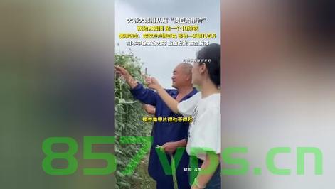 大爷大娘们的豆角甲片生活，排队贴摘的乐趣智能免费问答EasyAI m.857vps.cn，大爷大娘们的豆角甲片生活，排队贴摘的乐趣与智能问答体验，豆角甲片生活与智能问答体验，大爷大娘们的排队贴摘乐趣 第1张