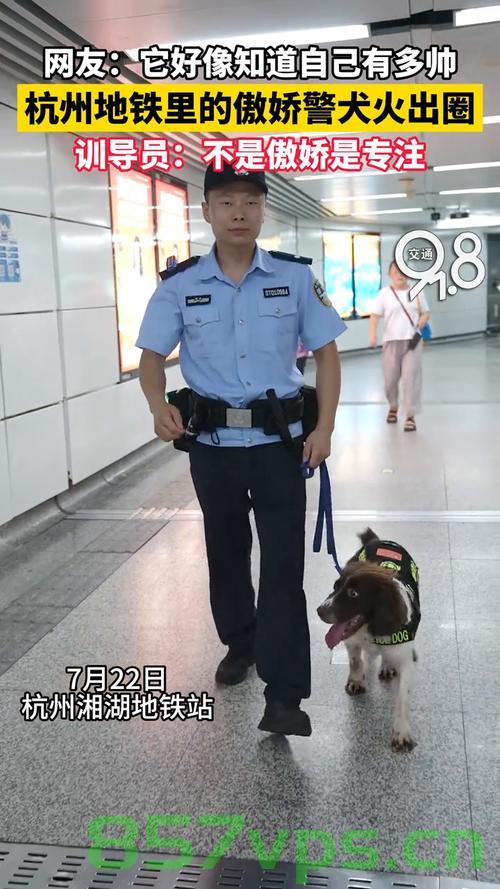 杭州地铁里的傲娇警犬，火出圈的英勇瞬间智能免费问答EasyAI m.857vps.cn，杭州地铁警犬英勇瞬间，傲娇守护者的荣耀时刻 第1张