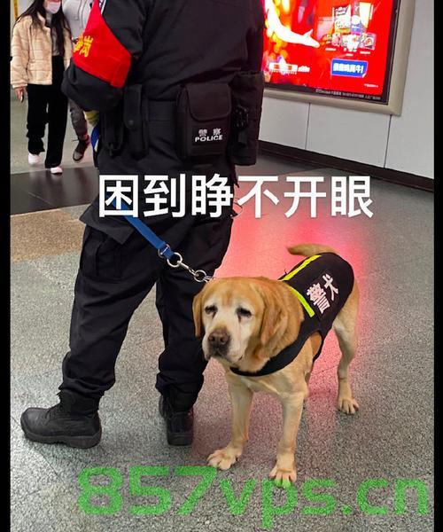 杭州地铁里的傲娇警犬，火出圈的英勇瞬间智能免费问答EasyAI m.857vps.cn，杭州地铁警犬英勇瞬间，傲娇守护者的荣耀时刻 第2张