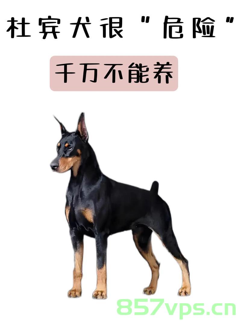杜宾犬未拴绳引发冲突，养狗人登门道歉智能免费问答EasyAI m.857vps.cn，杜宾犬未拴绳引发冲突事件，养狗人登门道歉引发关注