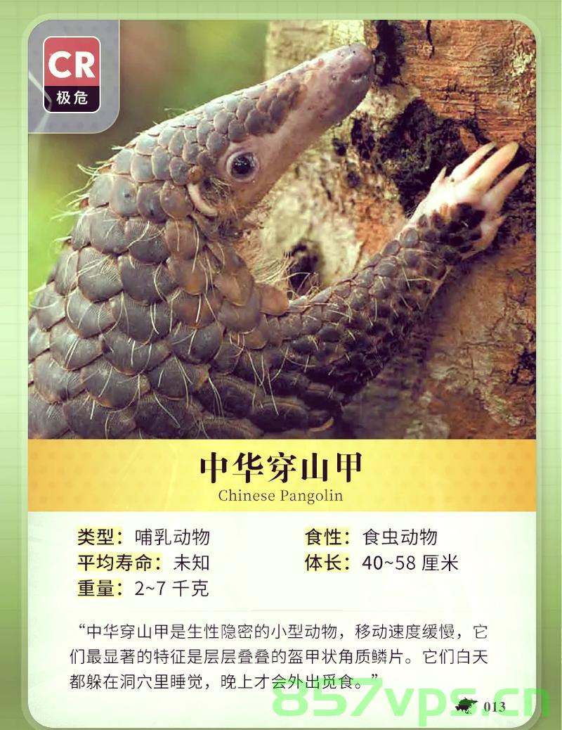 中华穿山甲首现流溪河国家森林公园，自然生态的新里程碑智能免费问答EasyAI m.857vps.cn，中华穿山甲现身流溪河国家森林公园，自然生态新里程碑，智能问答助力生态保护之旅