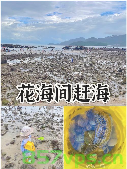 深圳一海滩惊现作弊式赶海现象智能免费问答EasyAI m.857vps.cn，深圳海滩惊现作弊赶海现象，智能免费问答揭示背后的秘密，深圳海滩惊现作弊式赶海现象，智能免费问答揭示背后的秘密探究 第1张