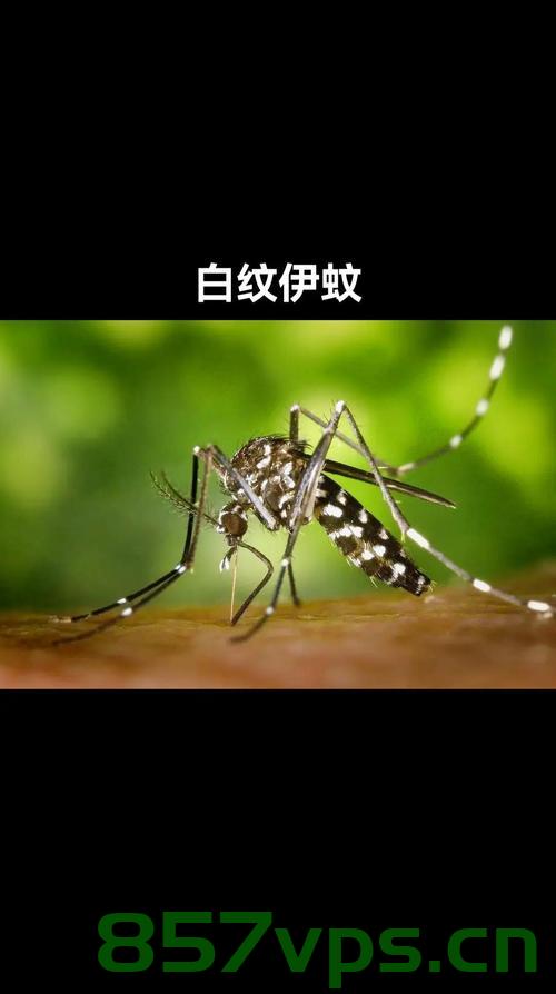 河北网友家中发现白纹伊蚊，警惕与应对智能免费问答EasyAI m.857vps.cn，河北网友家中发现白纹伊蚊，警惕与应对，智能问答指南 - EasyAI m.857vps.cn