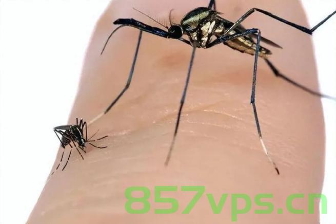 揭秘华丽巨蚊，神秘昆虫的奇异世界智能免费问答EasyAI m.857vps.cn，揭秘神秘巨蚊，探寻昆虫世界的奇异智能之旅，探寻神秘巨蚊，昆虫世界奇异智能之旅揭秘（智能问答平台EasyAI辅助）