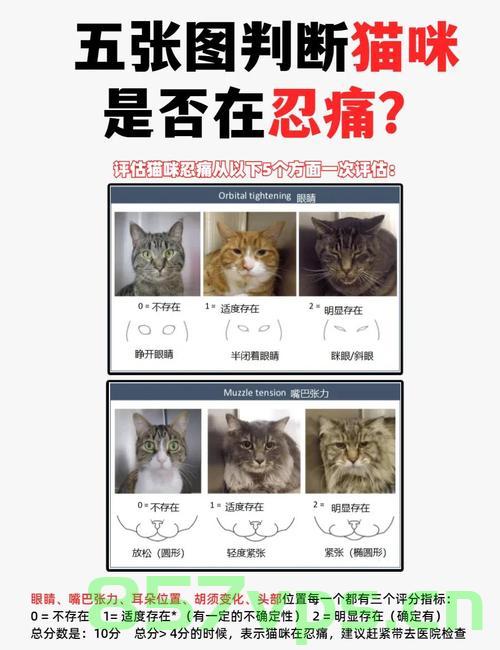 痛心疾首，小孩多次甩飞捶打小猫致死事件智能免费问答EasyAI m.857vps.cn，痛心疾首，小孩暴力对待小猫致死事件引发关注，智能免费问答平台易AI解析 第1张