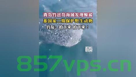 青岛海域惊现鲸鲨，钓友的意外发现与海洋生态的新篇章智能免费问答EasyAI m.857vps.cn，青岛海域意外发现鲸鲨，开启海洋生态新篇章，智能问答揭示更多细节，青岛海域意外发现鲸鲨，开启海洋生态新篇章，智能问答揭示更多细节揭秘EasyAI探索之旅 第1张