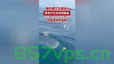 青岛海域惊现鲸鲨，钓友的意外发现与海洋生态的新篇章智能免费问答EasyAI m.857vps.cn，青岛海域意外发现鲸鲨，开启海洋生态新篇章，智能问答揭示更多细节，青岛海域意外发现鲸鲨，开启海洋生态新篇章，智能问答揭示更多细节揭秘EasyAI探索之旅 第2张