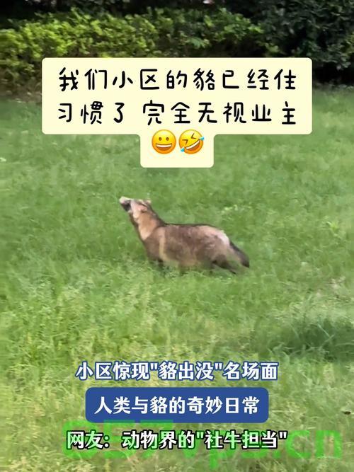 上海一小区惊现北美赤狐，人与自然的和谐共处面临挑战？智能免费问答EasyAI m.857vps.cn，上海小区惊现北美赤狐，人与自然和谐共处面临挑战？智能问答揭秘新挑战，上海小区惊现北美赤狐，人与自然和谐共处面临新挑战？智能问答探索真相
