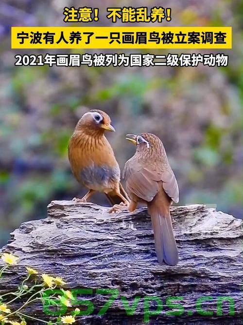 宁波一市民家中养画眉鸟遭遇立案调查，城市野生动物保护的新挑战智能免费问答EasyAI m.857vps.cn，宁波市民养画眉鸟遭遇调查，城市野生动物保护面临新挑战 第2张