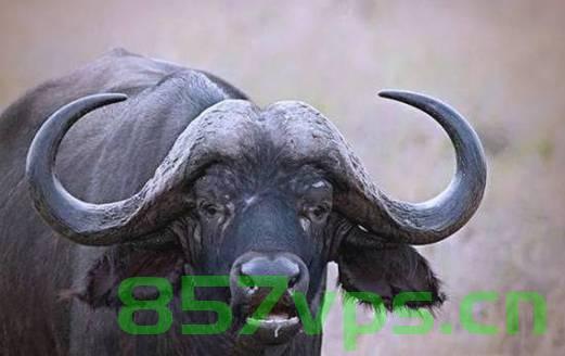 美国富翁在南非狩猎遭遇不幸，被水牛顶死智能免费问答EasyAI m.857vps.cn，美国富翁南非狩猎遭遇水牛袭击致死事件，美国富翁南非狩猎遭遇水牛袭击致死事件揭秘 第2张