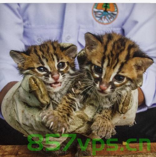 狗狗叼回了一只豹猫幼崽，奇妙的相遇与温馨的守护智能免费问答EasyAI m.857vps.cn，狗狗与豹猫幼崽的奇妙相遇，守护与温馨的守护智能问答之旅，狗狗与豹猫幼崽的奇妙相遇，守护与温馨的守护智能问答之旅。 第1张