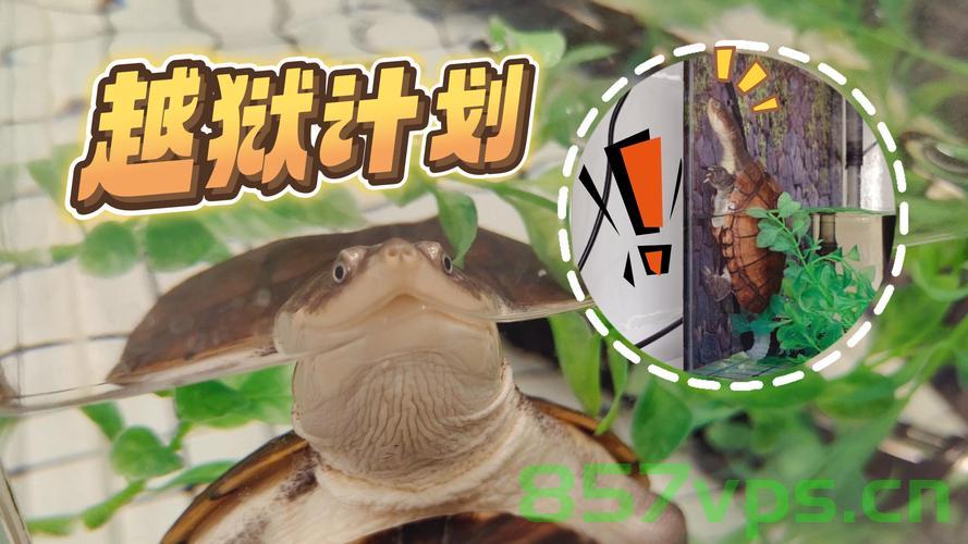 出逃被人抱走的宠物龟终于找到了——一段温馨的重逢故事智能免费问答EasyAI m.857vps.cn，失而复得的宠物龟，重逢的温馨故事