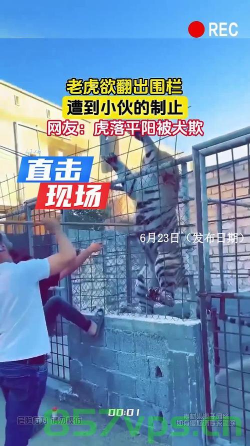 山东一动物园老虎翻围栏与同事发生冲突智能免费问答EasyAI m.857vps.cn，山东动物园老虎翻围栏发生冲突事件，智能问答揭示真相
