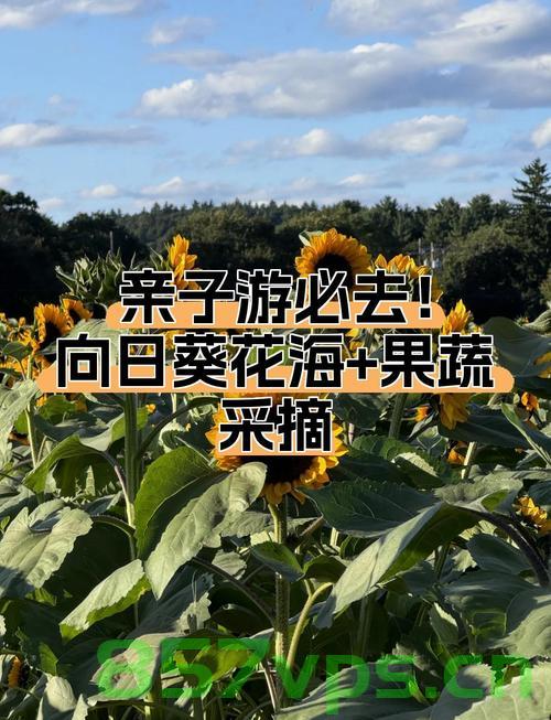 路人摘葵花后留钱于枝头，农户深感人间真情智能免费问答EasyAI m.857vps.cn，路人摘葵花后留钱于枝头，农户感慨人间真情——智能问答服务在EasyAI m.857vps.cn，路人摘葵花留钱于枝头，农户感慨真情与智能问答服务 —— EasyAI m.857vps.cn 第1张