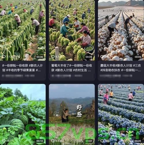 路人摘葵花后留钱于枝头，农户深感人间真情智能免费问答EasyAI m.857vps.cn，路人摘葵花后留钱于枝头，农户感慨人间真情——智能问答服务在EasyAI m.857vps.cn，路人摘葵花留钱于枝头，农户感慨真情与智能问答服务 —— EasyAI m.857vps.cn 第2张