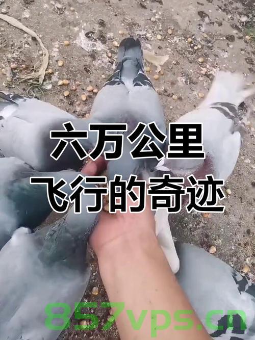 男子杀鸽子放血后,鸽子竟奇迹飞走智能免费问答EasyAI m.857vps.cn,男子杀鸽放血后鸽子奇迹飞走,生命奇迹还是智能之力? 第1张 男子杀鸽子放血后,鸽子竟奇迹飞走智能免费问答EasyAI m.857vps.cn,男子杀鸽放血后鸽子奇迹飞走,生命奇迹还是智能之力? 第1张
