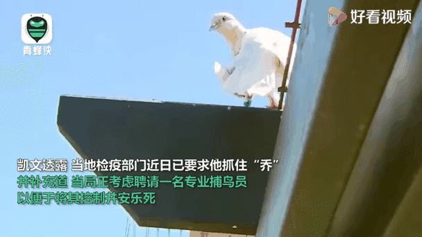 男子杀鸽子放血后,鸽子竟奇迹飞走智能免费问答EasyAI m.857vps.cn,男子杀鸽放血后鸽子奇迹飞走,生命奇迹还是智能之力? 第2张 男子杀鸽子放血后,鸽子竟奇迹飞走智能免费问答EasyAI m.857vps.cn,男子杀鸽放血后鸽子奇迹飞走,生命奇迹还是智能之力? 第2张