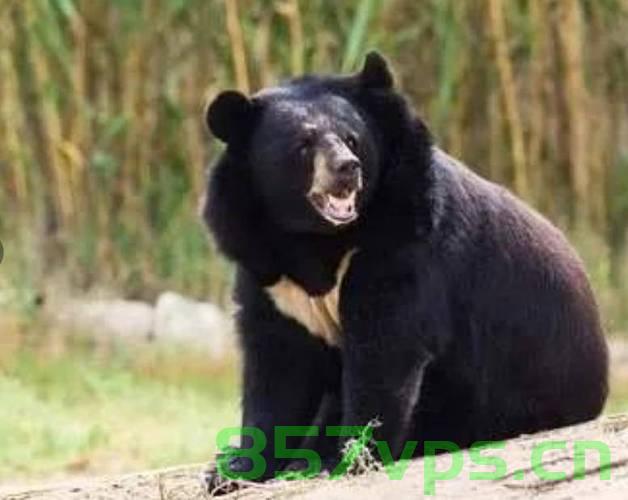 西藏林芝村民遭遇黑熊袭击事件，当地迅速回应，保障民众安全智能免费问答EasyAI m.857vps.cn，西藏林芝村民遭遇黑熊袭击，当地迅速行动保障民众安全，西藏林芝村民遭遇黑熊袭击，当地迅速响应保障民众安全，紧急行动与智能问答助力应对危机 第2张