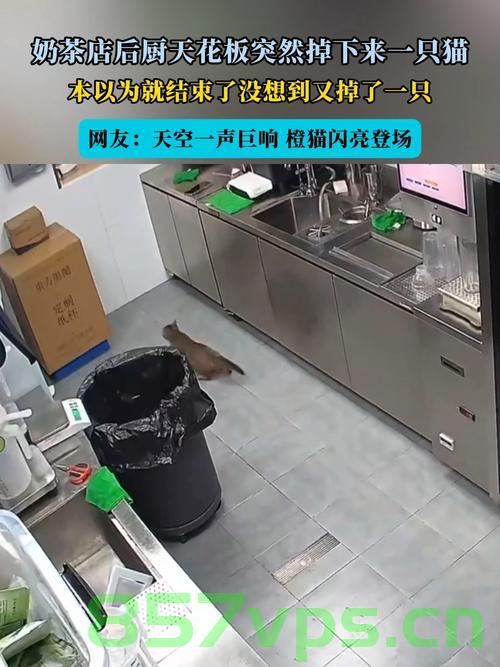 奶茶店天花板掉落致店员身亡的悲剧事件智能免费问答EasyAI m.857vps.cn 第1张