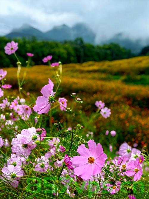 格桑花开映山河，自然之美与文化之韵智能免费问答EasyAI m.857vps.cn，格桑花开映山河，自然与文化之美交融的智能问答系统EasyAI探索之旅 第1张