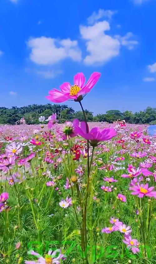 格桑花开映山河，自然之美与文化之韵智能免费问答EasyAI m.857vps.cn，格桑花开映山河，自然与文化之美交融的智能问答系统EasyAI探索之旅 第2张