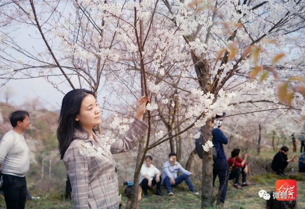 樱花云服务器免费网站大黄免(大樱花软件)，樱花云服务器免费网站与软件探索，樱花云服务器与大黄免（大樱花软件）揭秘，樱花云服务器与大黄免（大樱花软件）揭秘，免费网站与软件的探索，樱花云服务器与大黄免（大樱花软件）揭秘，免费网站与软件的深度探索 第2张