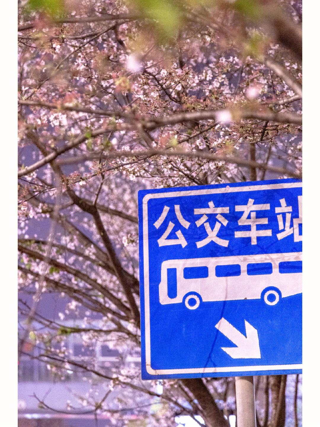 樱花云服务器网站大黄免费入口的简单介绍，樱花云服务器网站免费入口简介，探索大黄页面的门户