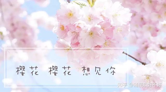 给大家免费科普一下樱花云服务器今日知乎的简单介绍，樱花云服务器今日知乎简介，免费科普介绍，樱花云服务器今日知乎简介，免费科普带你了解