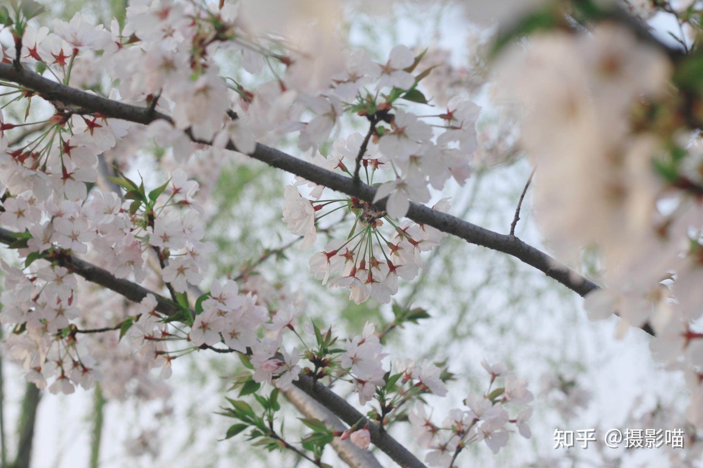 给大家免费科普一下樱花云服务器今日知乎的简单介绍，樱花云服务器今日知乎简介，免费科普介绍，樱花云服务器今日知乎简介，免费科普带你了解 第2张