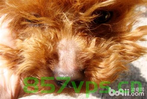 域名外链查询狗鼻子脱（我想看狗鼻子），狗鼻子域名外链查询揭秘，探索隐藏内容，揭示真相
