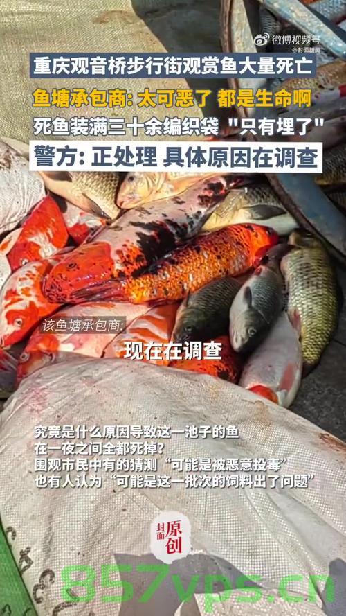 观音桥死亡锦鲤事件揭秘，三十多个编织袋背后的故事智能免费问答EasyAI m.857vps.cn，观音桥死亡锦鲤事件背后的故事，三十多个编织袋揭秘智能免费问答EasyAI，观音桥死亡锦鲤事件揭秘，编织袋背后的故事与智能免费问答EasyAI探究，观音桥死亡锦鲤事件揭秘，编织袋背后的故事与智能免费问答EasyAI探究