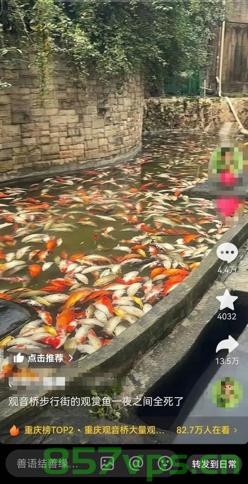 观音桥死亡锦鲤事件揭秘，三十多个编织袋背后的故事智能免费问答EasyAI m.857vps.cn，观音桥死亡锦鲤事件背后的故事，三十多个编织袋揭秘智能免费问答EasyAI，观音桥死亡锦鲤事件揭秘，编织袋背后的故事与智能免费问答EasyAI探究，观音桥死亡锦鲤事件揭秘，编织袋背后的故事与智能免费问答EasyAI探究 第2张