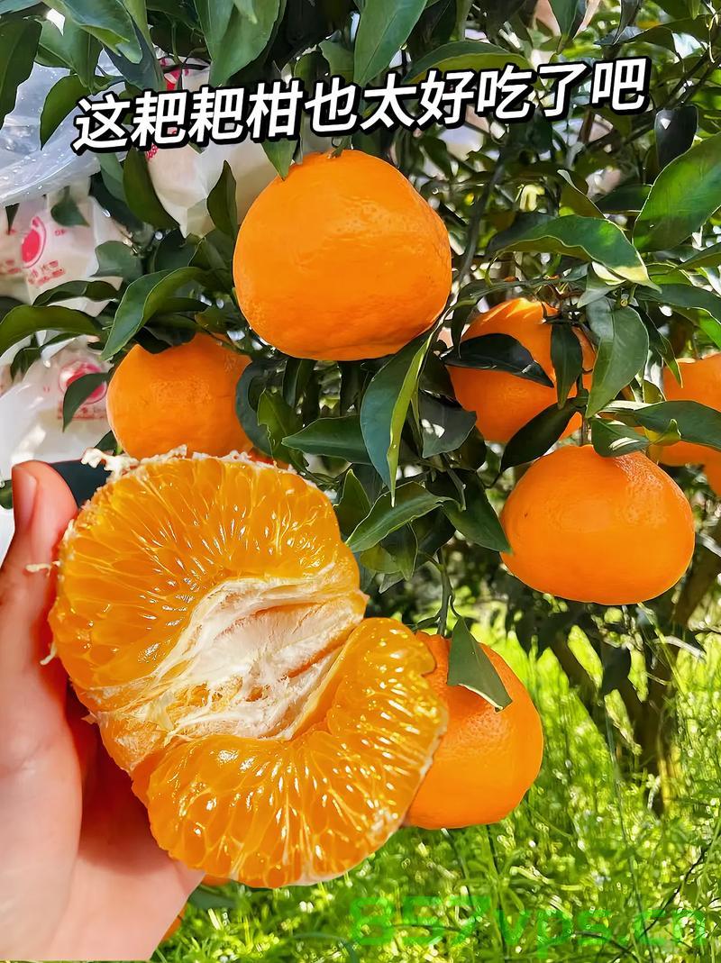 水果界的善良之星，耙耙柑超越砂糖橘的热度智能免费问答EasyAI m.857vps.cn，水果界新星耙耙柑超越砂糖橘热度，智能问答EasyAI助力免费咨询，水果新星耙耙柑超越砂糖橘热度，智能问答EasyAI引领免费咨询风潮，水果新星耙耙柑超越砂糖橘热度，智能问答EasyAI引领风潮，助力免费咨询！，水果新星耙耙柑超越砂糖橘，智能问答EasyAI引领免费咨询风潮