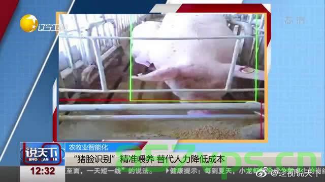 女子助按年猪脸被意外踢肿，见证乡村传统与生活的挑战智能免费问答EasyAI m.857vps.cn，女子助按年猪遭遇意外踢伤脸，传统习俗与现代生活的挑战见证，女子助按年猪遭遇意外踢伤脸，传统与现代生活的挑战见证