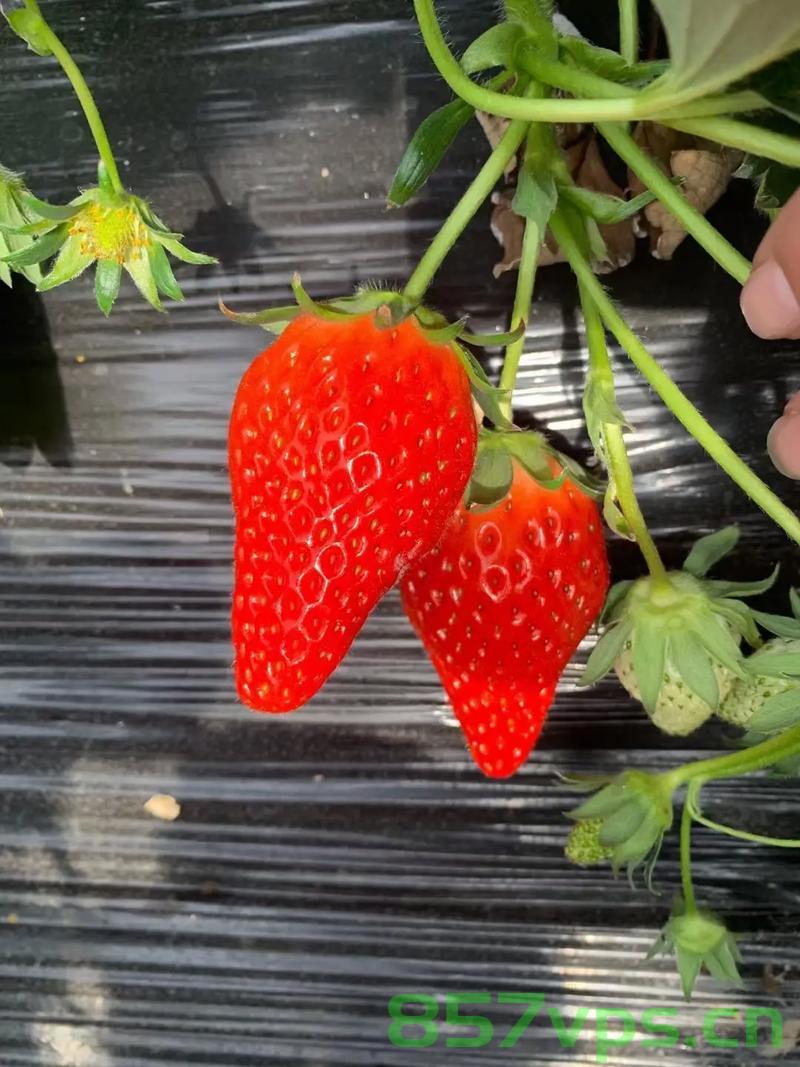 草莓种植中农药使用的误区，增产增收并非依赖多用农药智能免费问答EasyAI m.857vps.cn，草莓种植农药使用误区解析，增产增收并非依赖多用农药，草莓种植农药使用误区解析，增产增收并非依赖多用农药，智能问答解析助你明智种植草莓，草莓种植农药使用误区解析，明智种植，增产增收不依赖过量农药使用，草莓种植农药使用误区解析，明智种植，增产增收不依赖过量农药使用指南，草莓种植农药使用误区解析，明智种植，不依赖过量农药实现增产增收指南 第2张