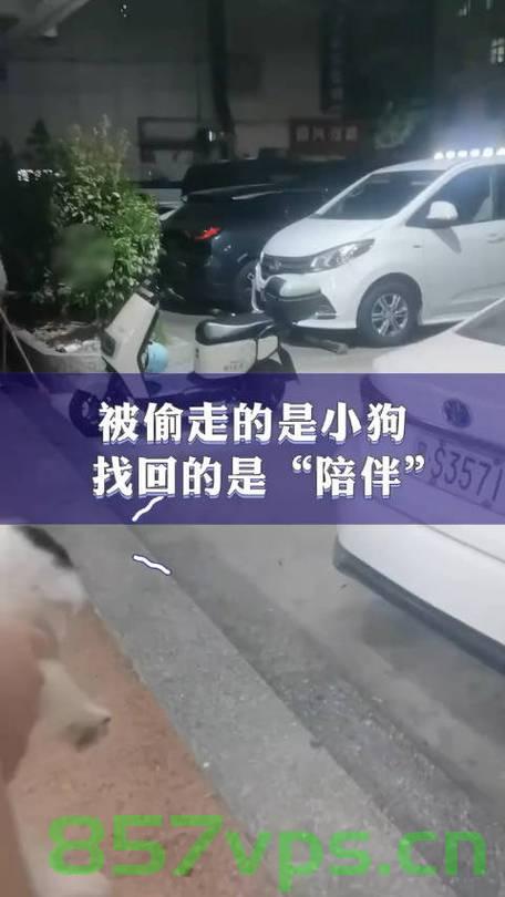 小狗失而复得的温暖时刻，母女冒雨接回被亲戚悄悄抱走的小狗智能免费问答EasyAI m.857vps.cn，小狗失而复得的感人瞬间，母女冒雨接回被亲戚抱走的宠物温暖故事，小狗失而复得的感人瞬间，母女冒雨接回宠物，温暖故事传递爱与希望