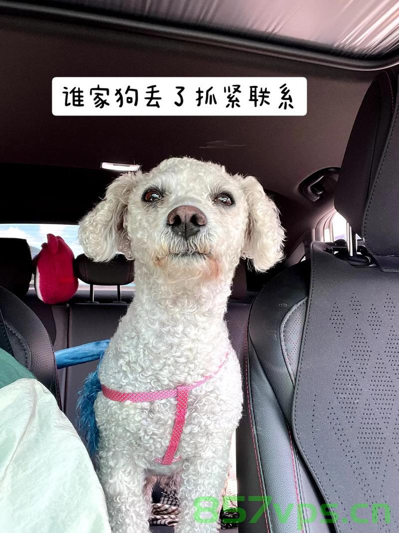 小狗掐架引发堵车，萌态可掬，无人劝和智能免费问答EasyAI m.857vps.cn，萌态可掬小狗掐架引发堵车，智能问答平台EasyAI介入解决m.857vps.cn 第2张