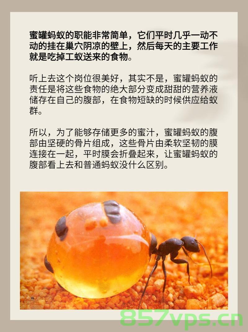 上班7天，我与蚂蚁泡澡水的奇特体验智能免费问答EasyAI m.857vps.cn，我与蚂蚁泡澡水，七日职场体验与智能问答之旅