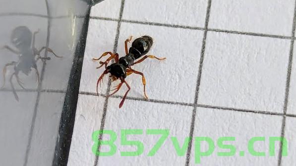 上班7天，我与蚂蚁泡澡水的奇特体验智能免费问答EasyAI m.857vps.cn，我与蚂蚁泡澡水，七日职场体验与智能问答之旅 第2张