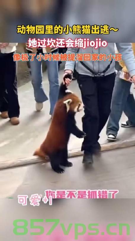 男子住动物园酒店遭遇小熊猫袭击，不幸受伤智能免费问答EasyAI m.857vps.cn，男子动物园酒店遭遇小熊猫袭击受伤事件，智能问答揭示真相，动物园酒店男子遭遇小熊猫袭击受伤事件真相揭秘，智能问答探寻真相，动物园酒店男子遭遇小熊猫袭击事件真相揭秘，智能问答探寻事件真相，动物园酒店男子遭遇小熊猫袭击事件真相揭秘，智能问答探寻事件真相，动物园酒店男子遭遇小熊猫袭击事件真相揭秘，智能问答探寻事件真相全程回顾，动物园酒店男子遭遇小熊猫袭击事件真相揭秘，智能问答探寻事件全程回顾 第2张