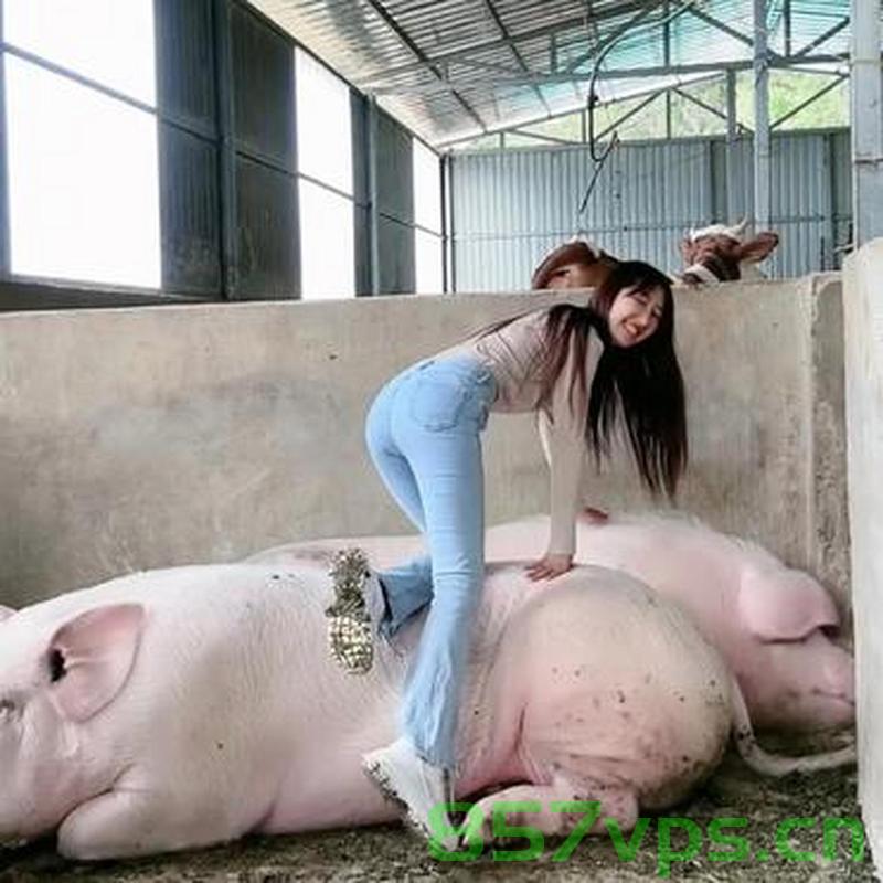 女子养的宠物猪一年猛长到超三百斤，一场意外的养殖经历智能免费问答EasyAI m.857vps.cn，女子宠物猪意外猛长至超三百斤，智能养殖问答揭示养殖经历揭秘 m.857vps.cn，女子宠物猪猛长至超三百斤，智能养殖问答揭秘独特养殖经历与揭秘养殖秘诀 m.857vps.cn 第2张